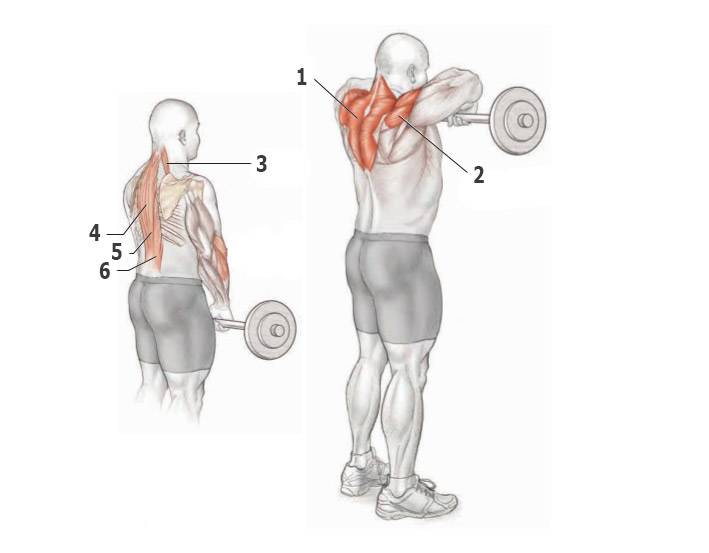 Упражнения на спину со штангой и гантелями: прокачка широчайших мышц, жим лежа, тяга грифа в наклоне и из-за спины
