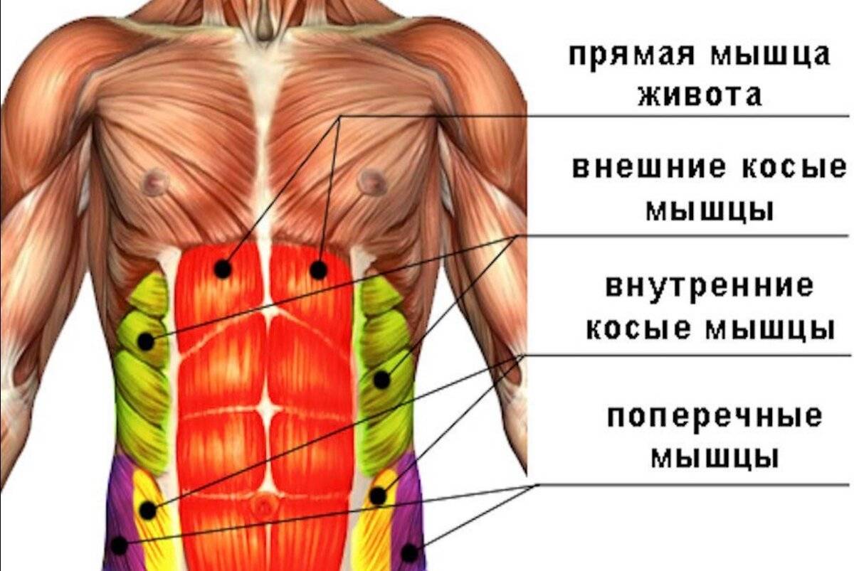 Квадратная мышца поясницы