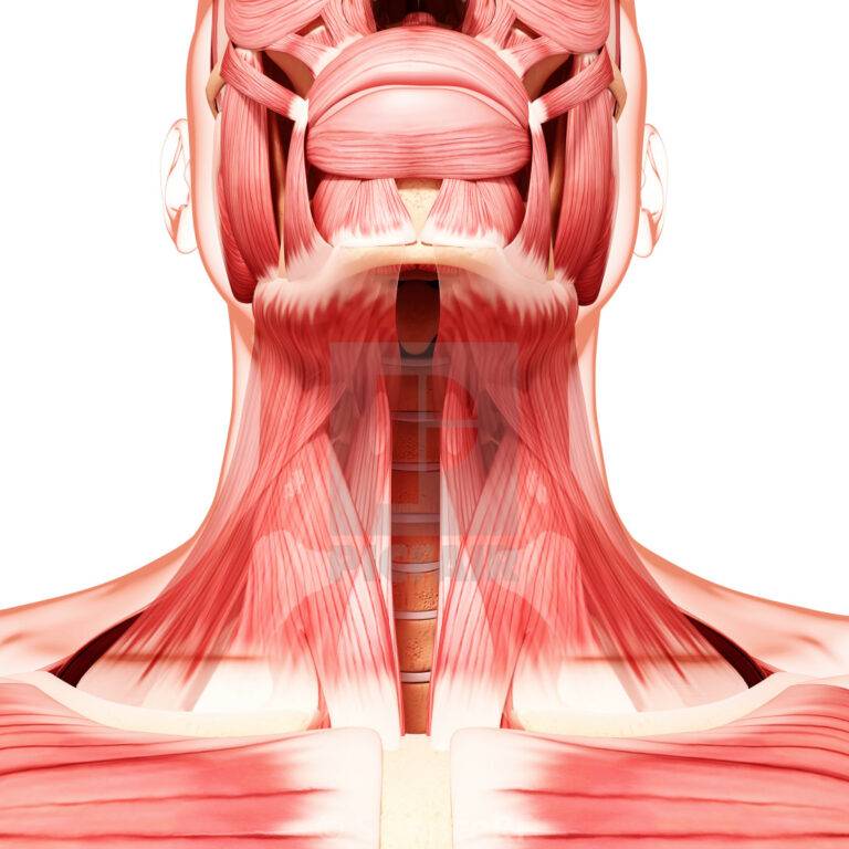 Плечелучевая мышца: анатомия, функции, топ упражнений на брахиорадиалис