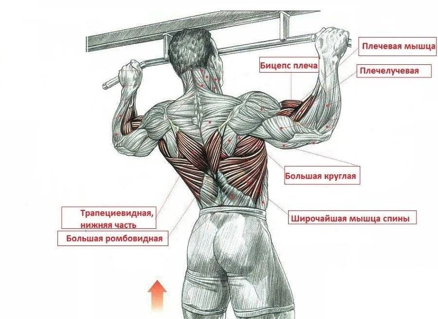 Как накачать спину на турнике: подтягивания для мышц спины