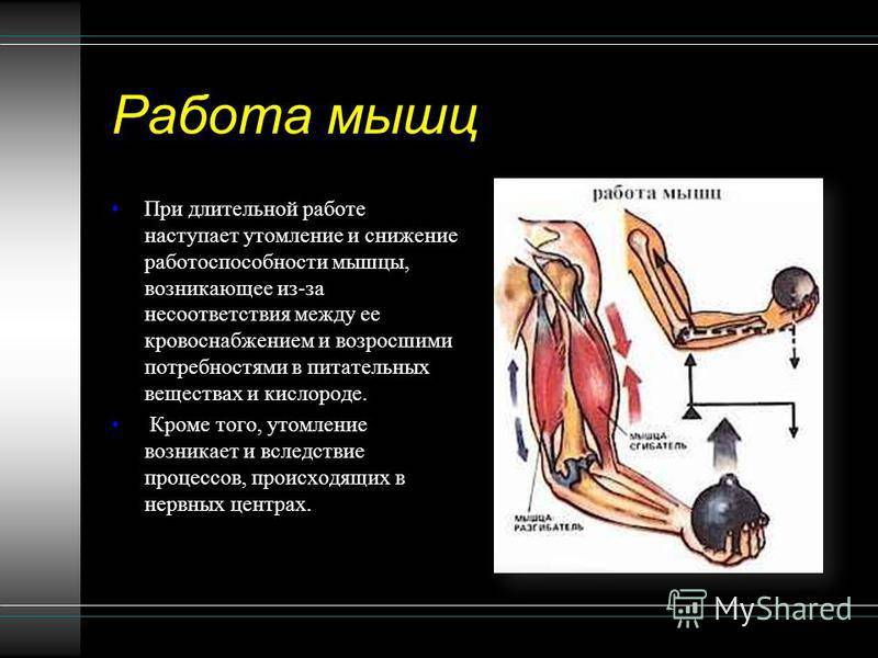 Статическое утомление мышц. Работа мышц. Работа и утомление мышц. Процесс работы мышц. Мышцы работа мышц.