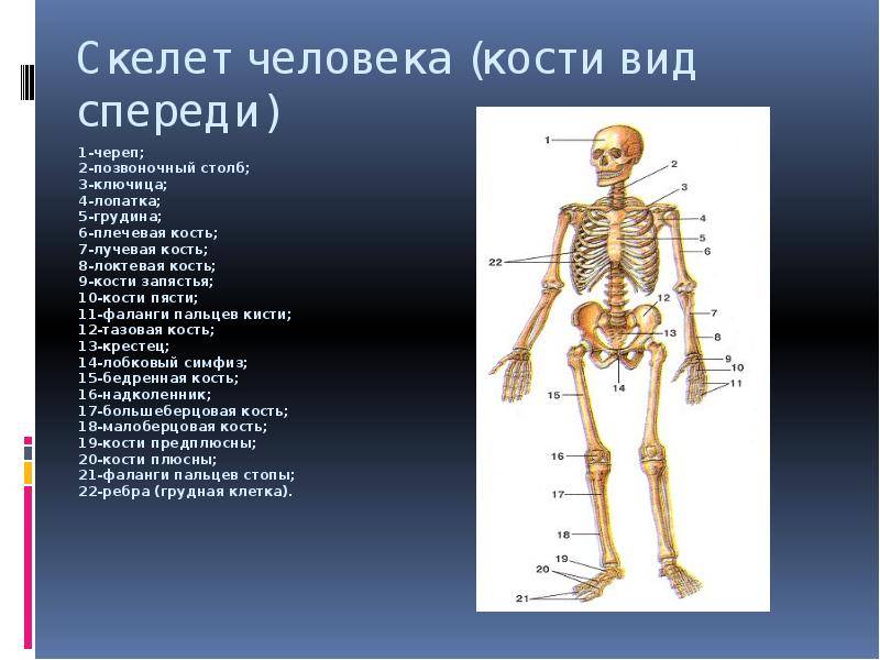 Строение скелета человека фото с надписями спереди