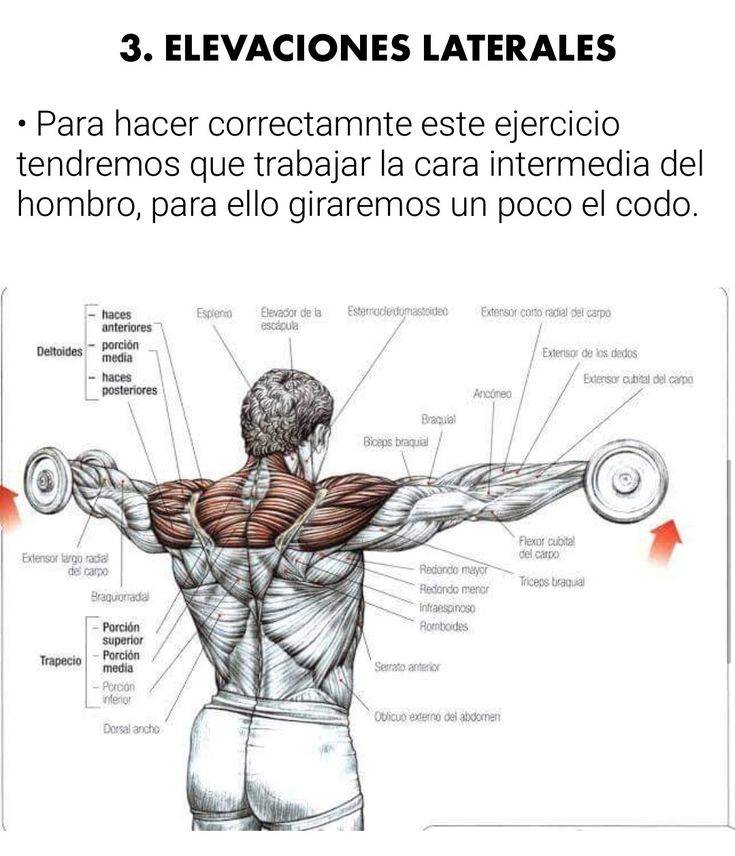 Базовые упражнения на плечи: 4 лучших упражнения и анатомия плеча