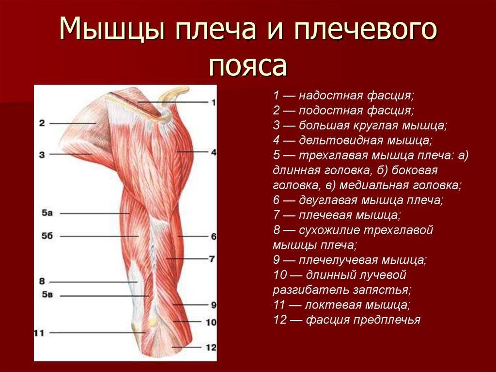 Какая мышца изображена на рисунке. Мышцы свободной верхней конечности анатомия строение. Мышцы и фасции верхней конечности. Мышцы плеча спереди. Мышцы плеча передняя группа сгибатели.