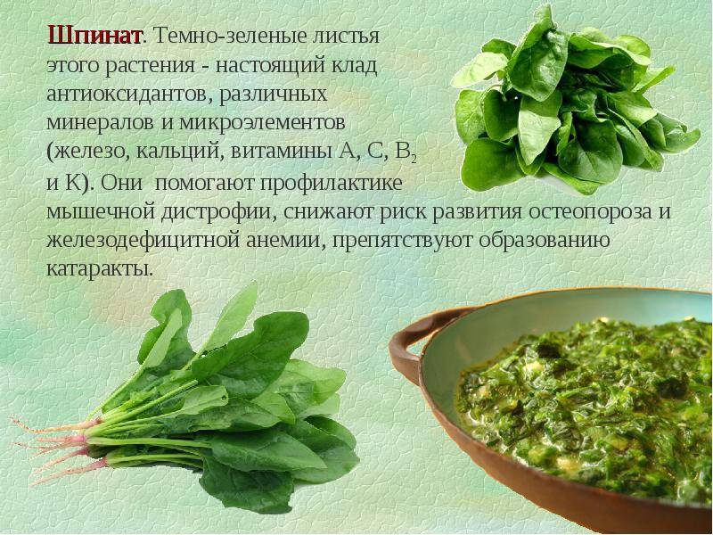 Шпинат – полезные свойства, рецепты и противопоказания «генерала листовой зелени» | здорова и красива