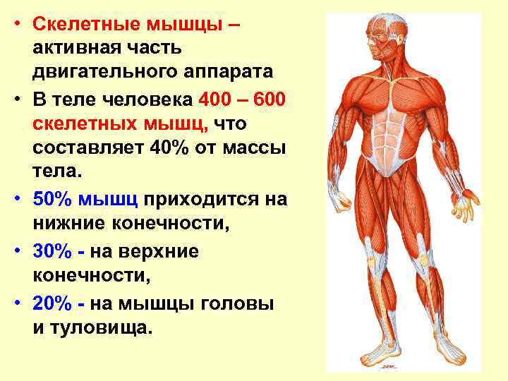 Строение мышц и типы мышечных волокон » спортивный мурманск