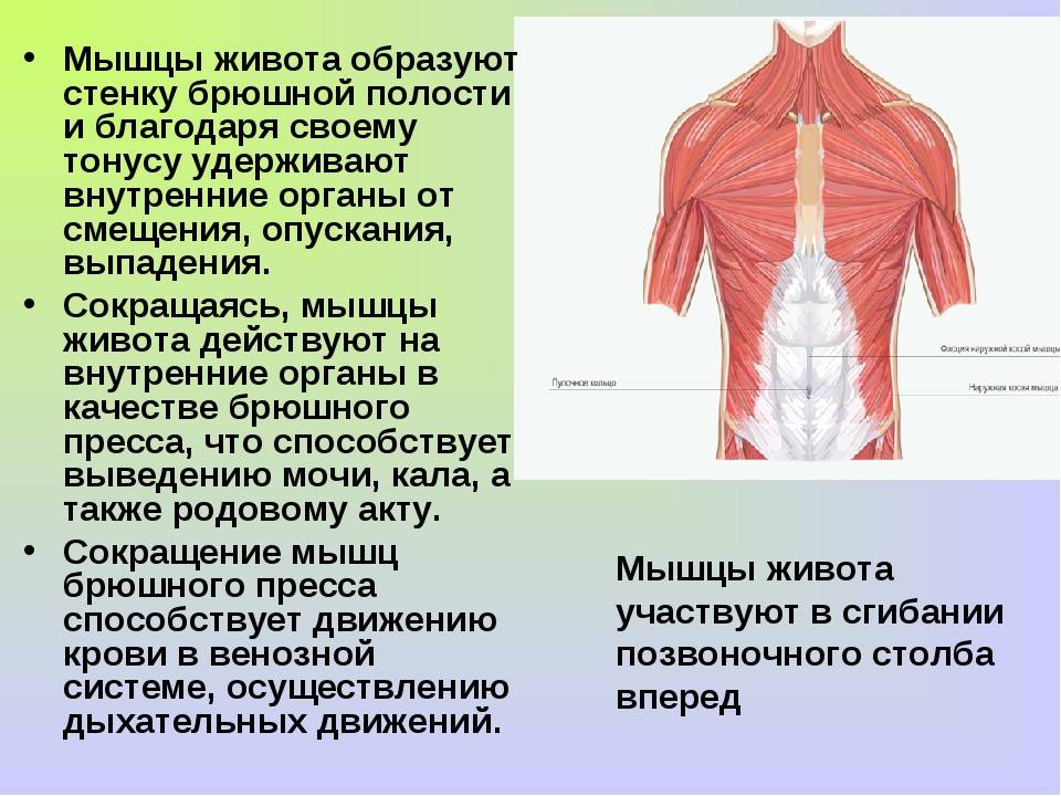 Мышцы пресса: анатомия, физиология, определение, строение, виды и выполняемые функции