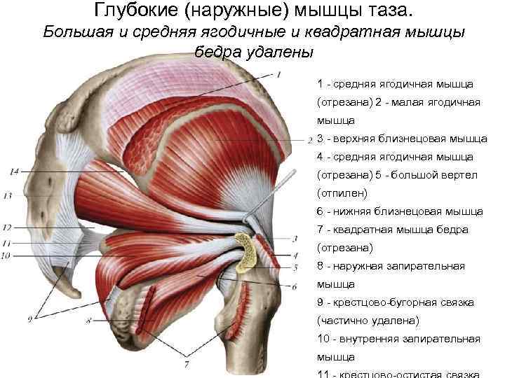 Средняя ягодичная мышца | kinesiopro
