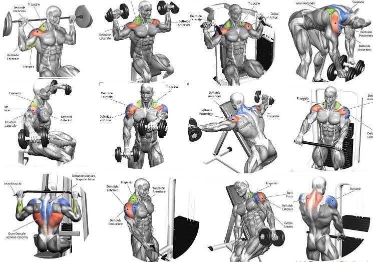Тренировка плеч и спины: правила проведения занятия, техника выполнения, виды упражнений