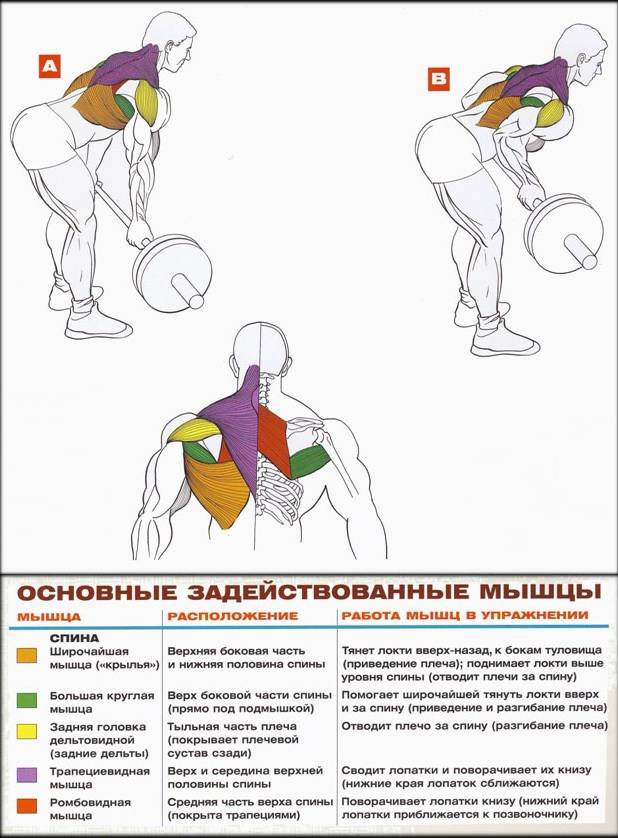 Как накачать спину | musclefit