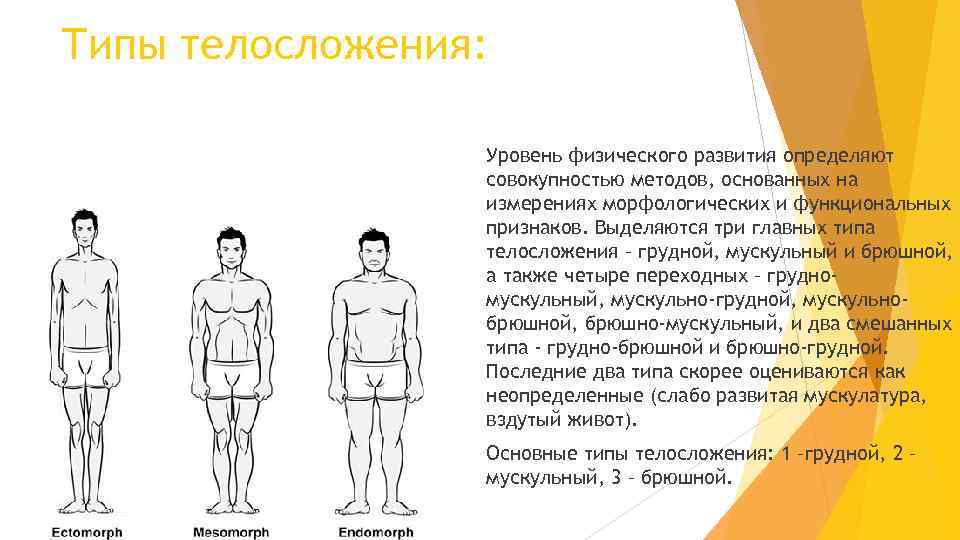 Виды телосложения у мужчин: определение, названия и характеристики с фото - tony.ru
