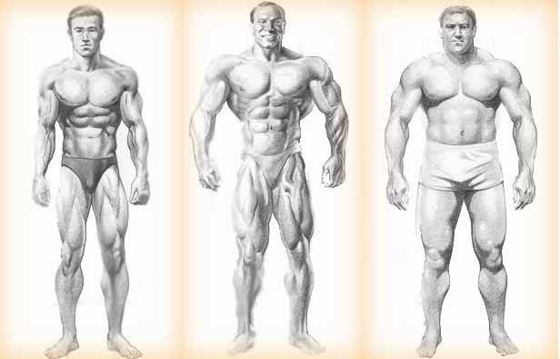 3 типа телосложения
