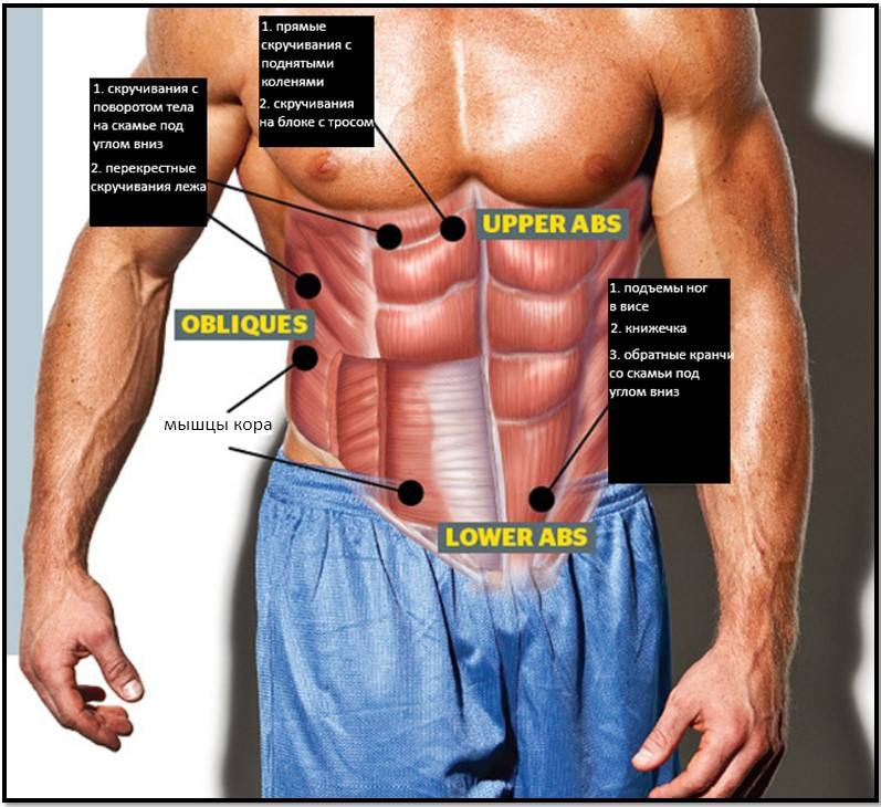 Поперечная мышца живота – анатомия, функции и упражнения для женщин и мужчин