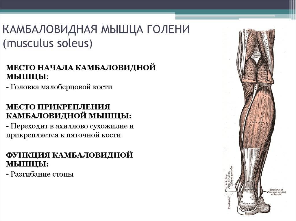 Мышцы нижних конечностей человека — википедия