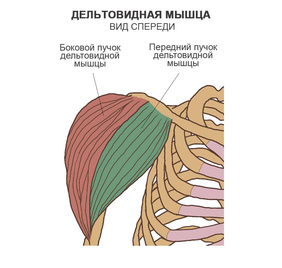 Дельтовидная мышца - вики