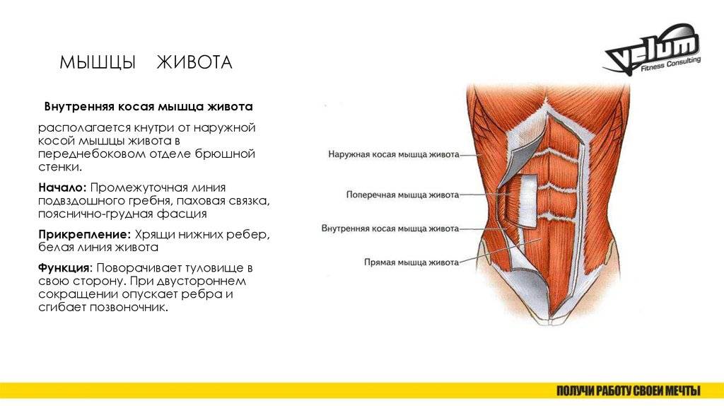 Влагалище прямой мышцы живота человека | анатомия влагалища прямой мышцы живота, строение, функции, картинки на eurolab
