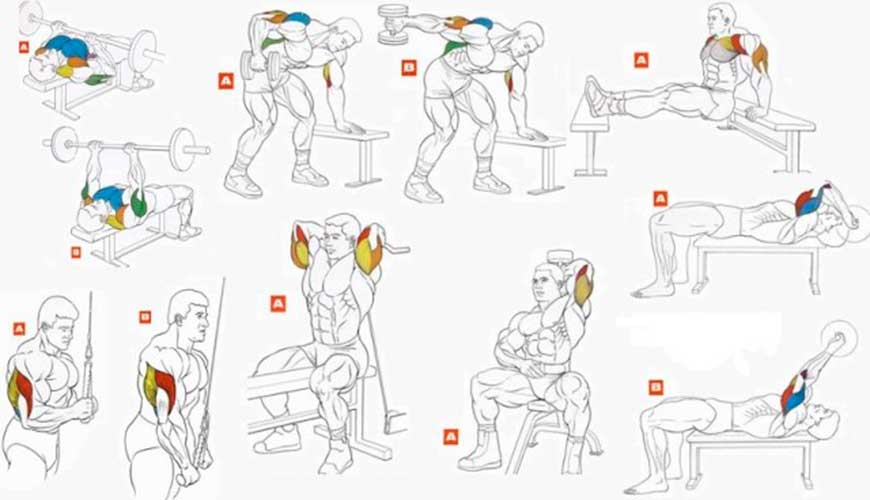 Упражнения для трицепса для женщин и молодых девушек: как накачать мышцы рук с гантелями, другим весом и без снарядов