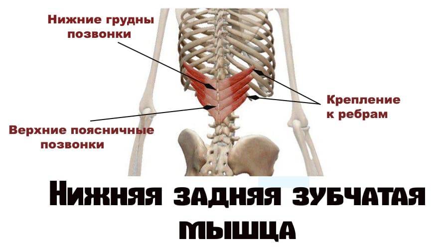 Зубчатые мышцы спины. Нижняя задняя зубчатая мышца функции. Верхняя задняя зубчатая мышца спины. Задняя зубчатая мышца спины функции. Верхняя задняя зубчатая мышца анатомия.