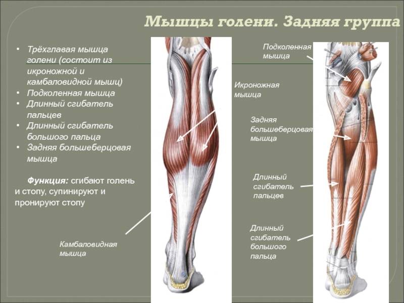 Голеностопный сустав. анатомия и патология: кости и связки стопы