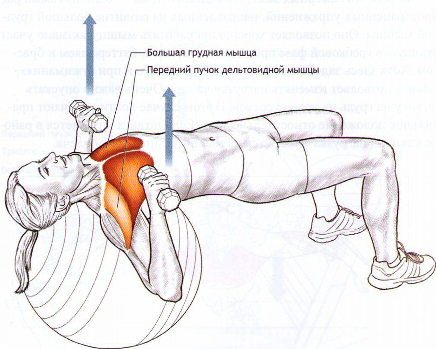 Как накачать мышцы груди (с иллюстрациями) - wikihow