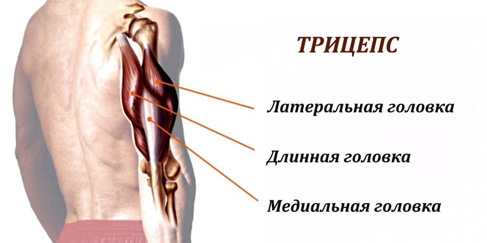 Мышцы рук человека: анатомия, строение, названия и схема-рисунок