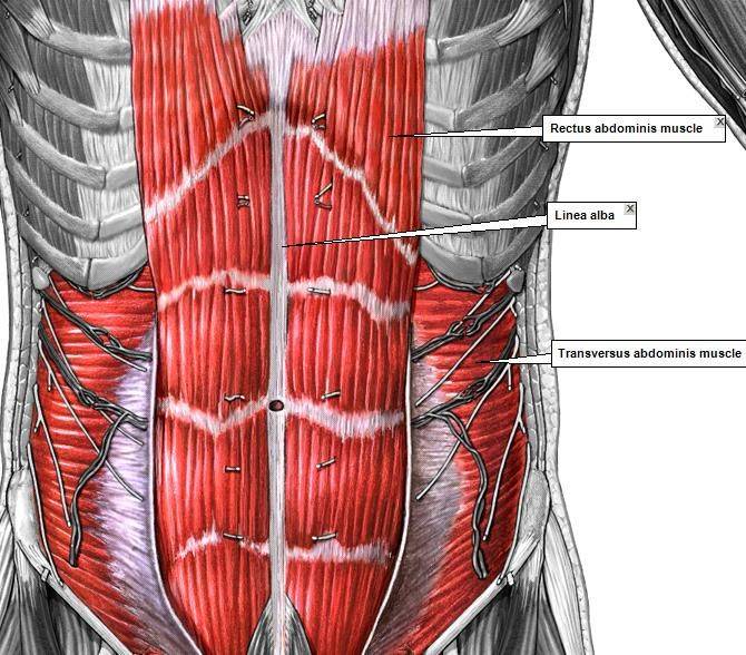 Анатомия влагалища прямой мышцы живота человека – информация: