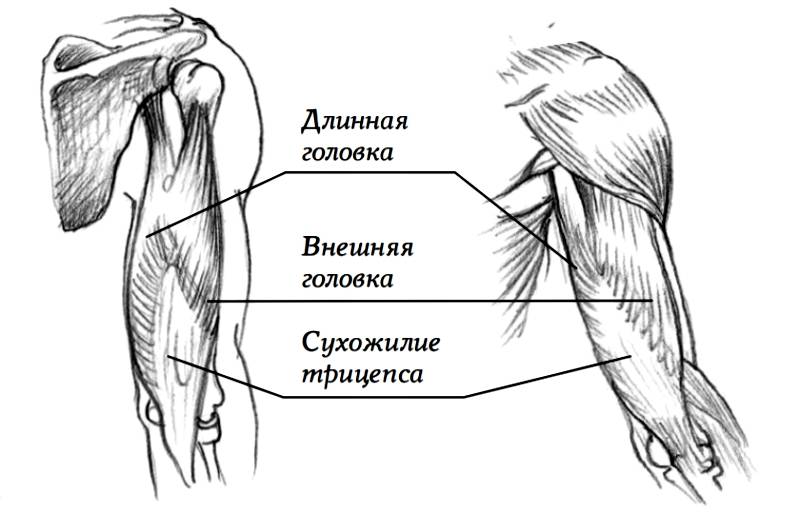 Бицепс - biceps