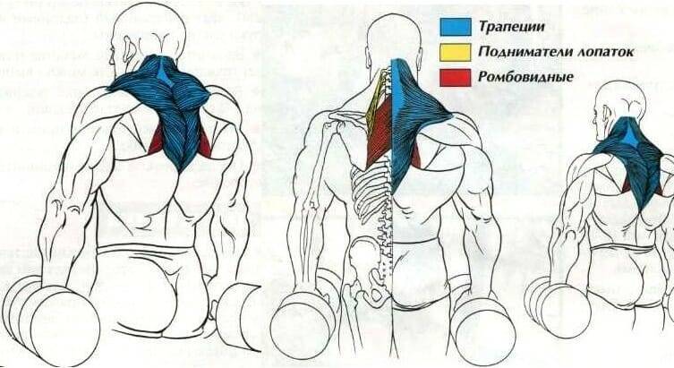Упражнения для развития силы мышц шеи
