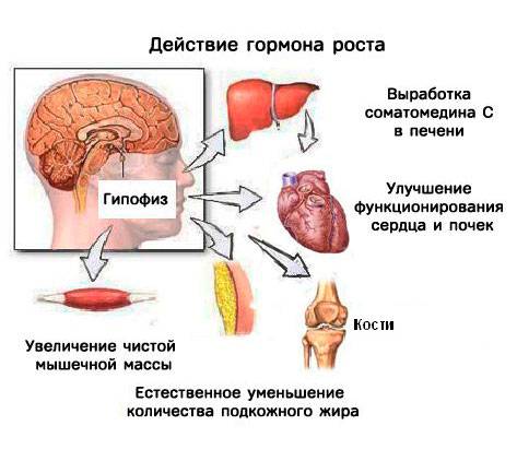 Гормон роста для похудения мужчинам схема