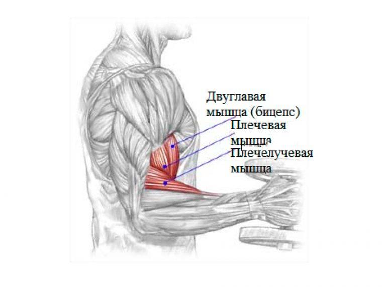 Мышцы верхней конечности человека | анатомия мышц верхней конечности, строение, функции, картинки на eurolab