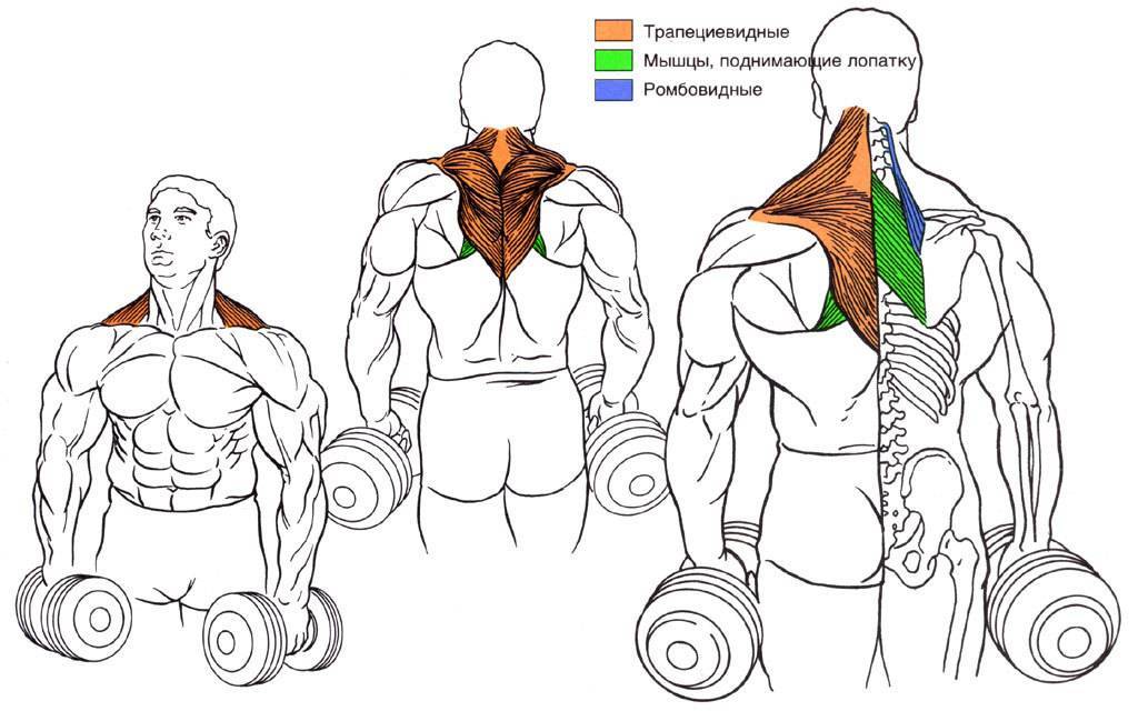Шраги с гантелями: техника выполнения упражнения, какие мышцы работают