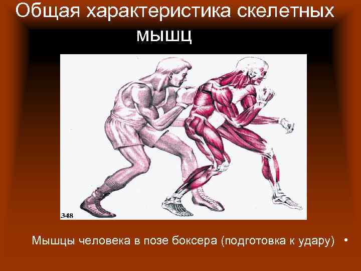 Как растут мышцы после тренировки: гипертрофия и гиперплазия