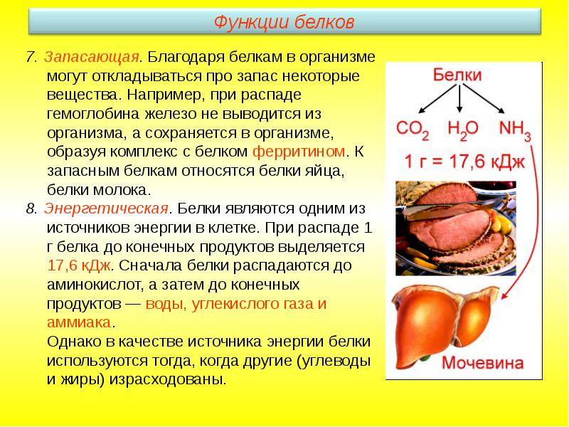 Белки