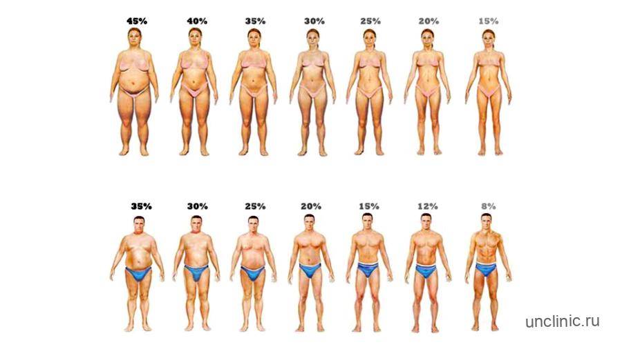 Жировая ткань: роль жира в организме человека | университетская клиника