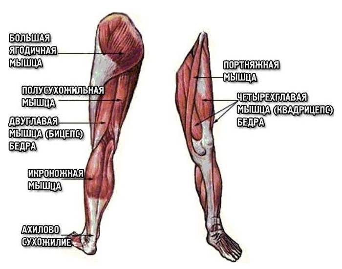 Какие мышцы работают при беге и какие мышцы качаются во время бега