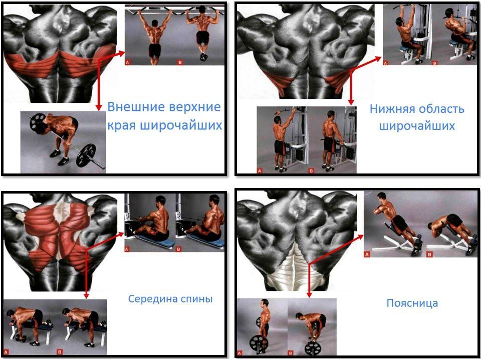 Как накачать спину: советы для развития мощных мышц спины