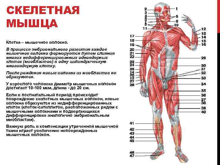 Работа и функции мышц. Основные группы мышц. Основные функции мышц. Основные мышцы человека.