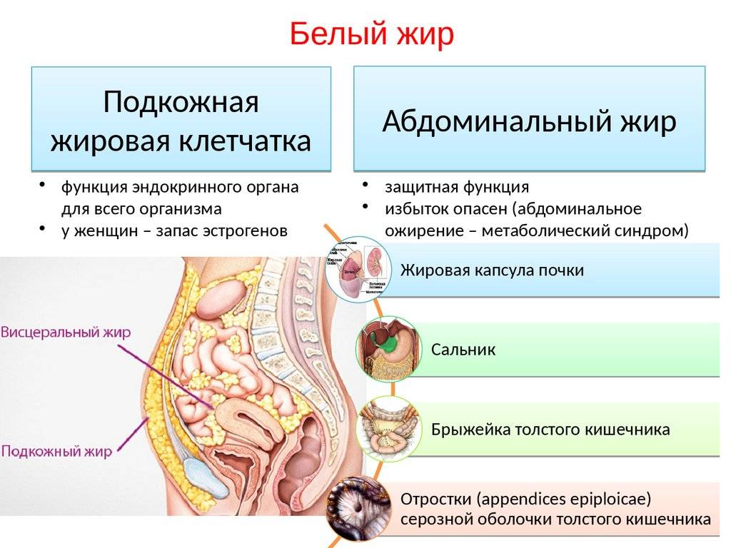 Абдоминальное ожирение