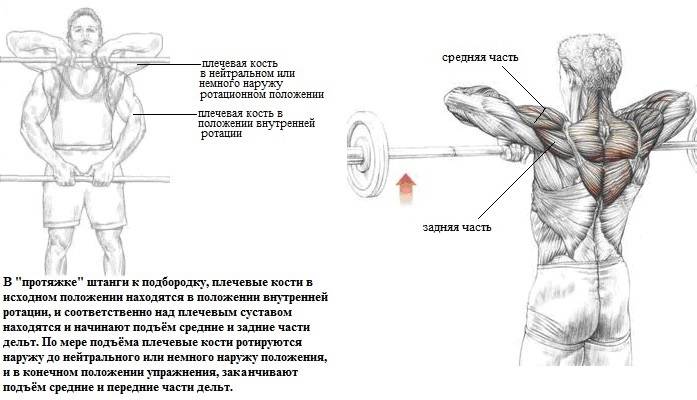 Тяга к подбородку: какие мышцы работают и вариации выполнения широким и узким хватом