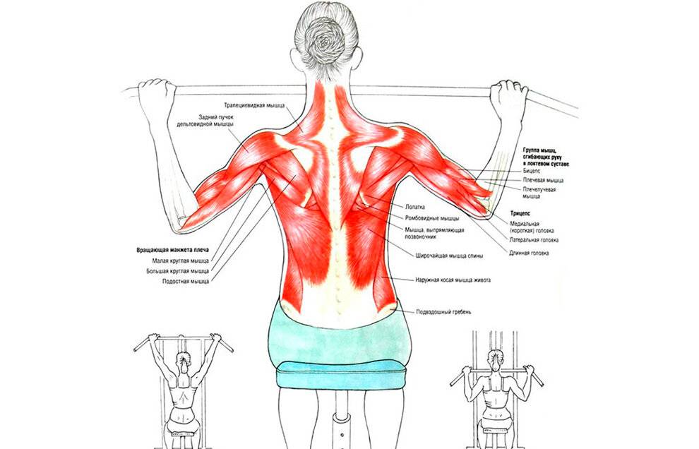 Анатомия мышц спины: строения, функции, упражнения для развития мышц спины - всё о тренировках