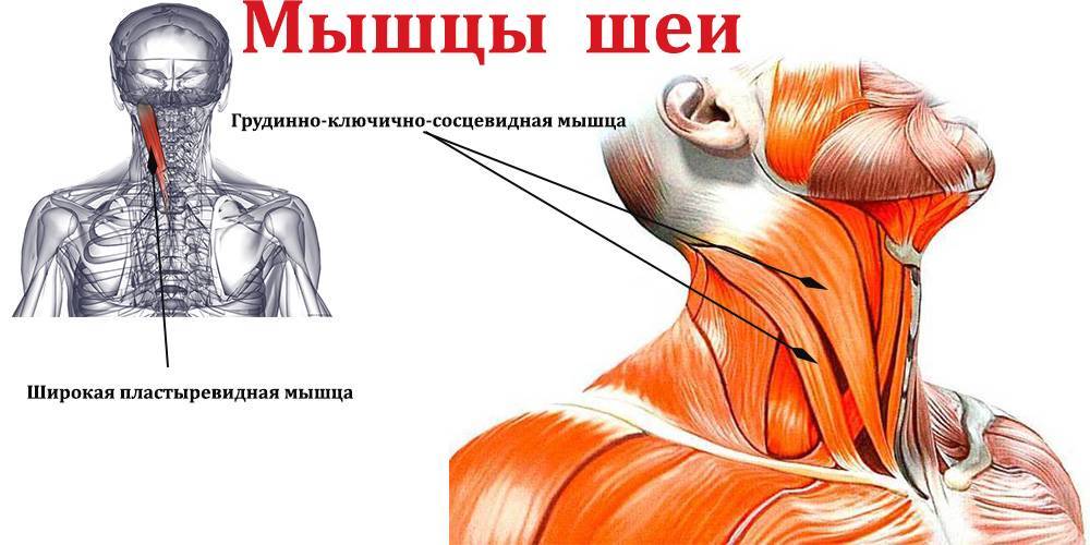 Упражнения для укрепления шеи (шейной мышцы)