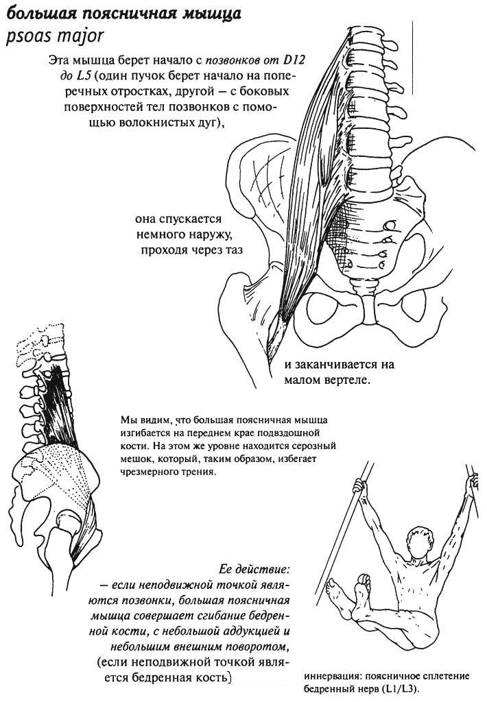 Подвздошно поясничная мышца упражнения