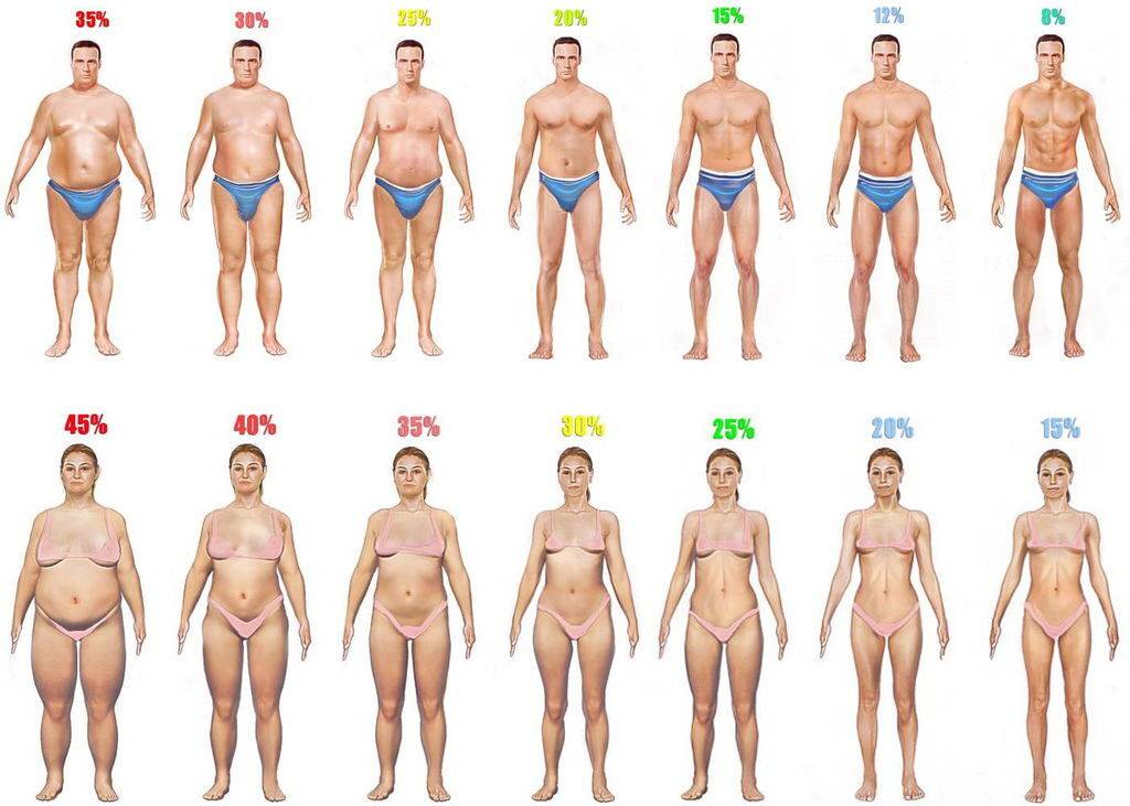 Процент жира в организме: как его узнать, определить, рассчитать, посчитать для женщин и у мужчин, норма, а также как уменьшить количество