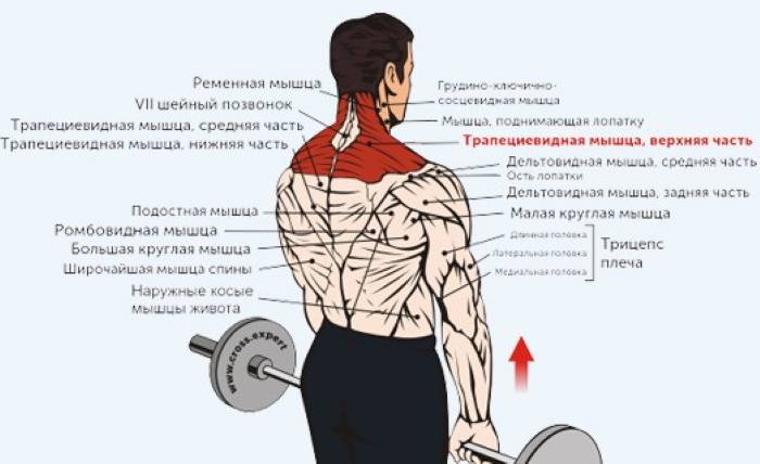 Как накачать трапецию: эффективная тренировка трапециевидной мышцы