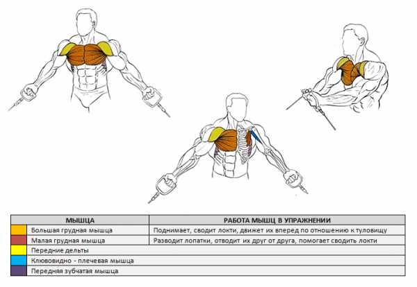 Как качать грудные мышцы в тренажёрном зале: лучшие упражнения