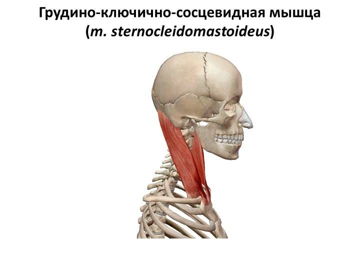 Боль в области головы и шеи. грудинно-ключично-сосцевидная мышца.