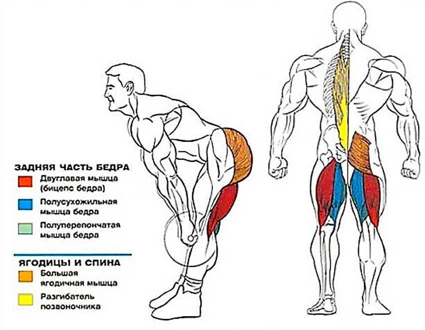 Становая тяга сумо: правильная техника, какие мышцы работают