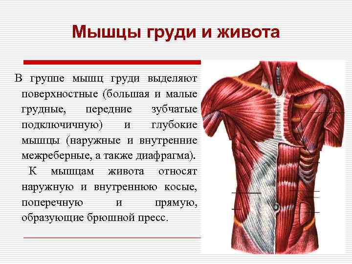 Анатомия грудных мышц мужчины, женщины. строение, функции | балтушки.ру