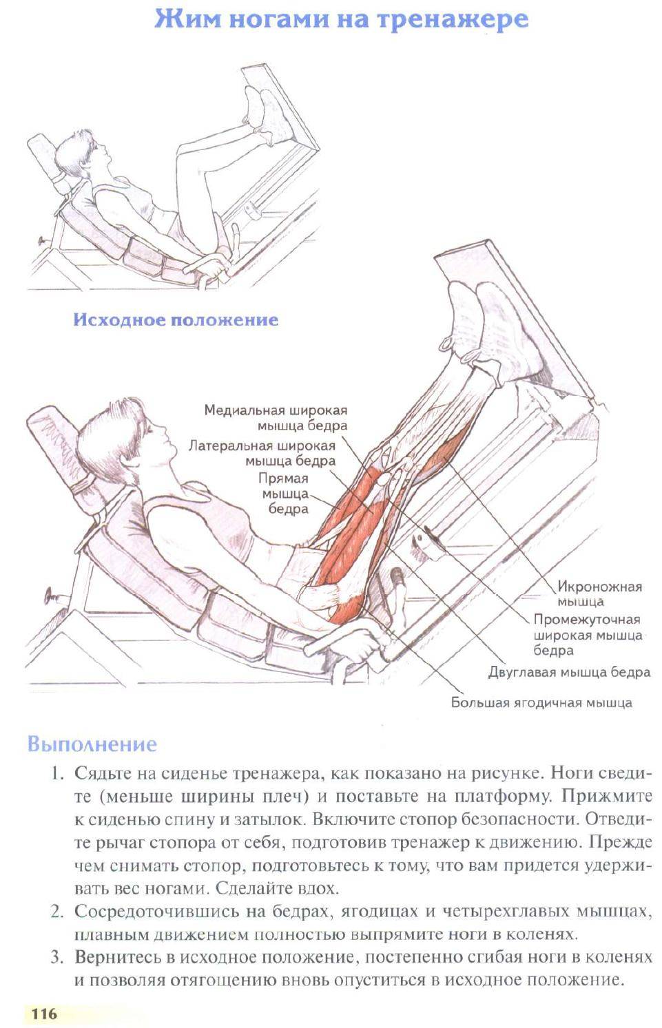 Упражнение для мышц "жим ногами": техника выполнения :: syl.ru