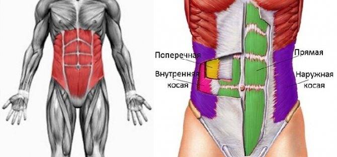 Анатомия мышц живота человека - информация: